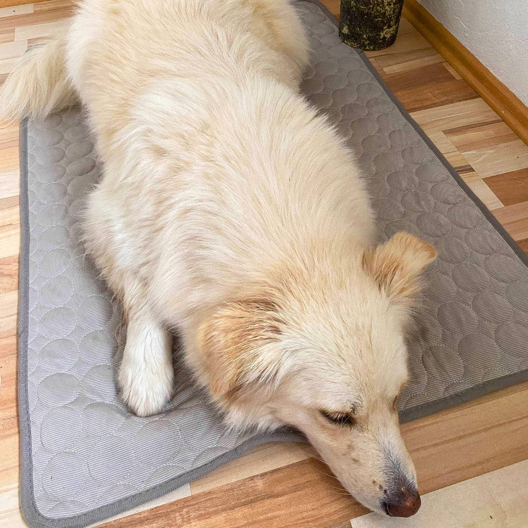 Cooling hondenmat 1+1 gratis