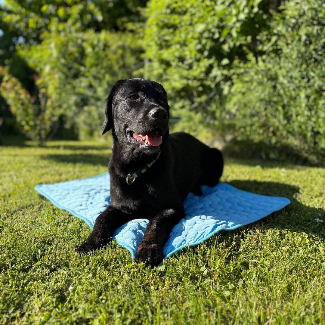 Cooling hondenmat 1+1 gratis