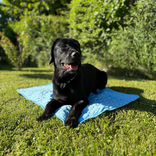 Cooling hondenmat 1+1 gratis
